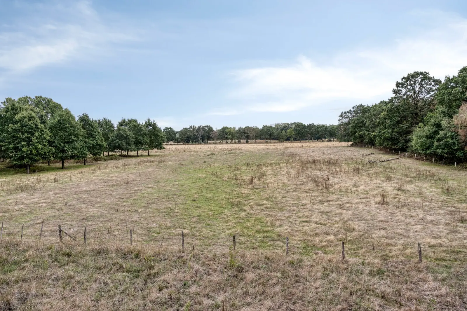 Meadow at the edge of the park